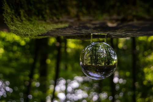 nature  forest  landscape