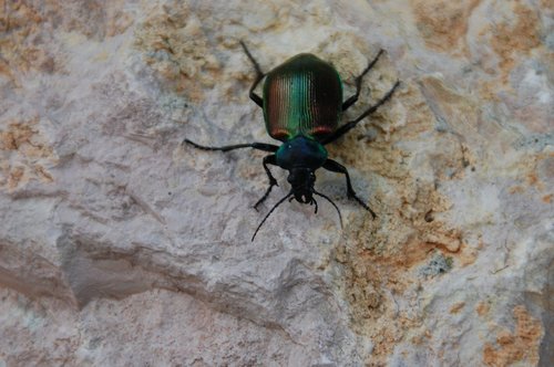 nature  beetle  insect