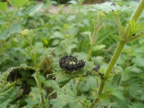 nature  caterpillar  bug