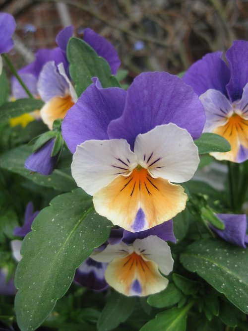 nature  flower  landscape