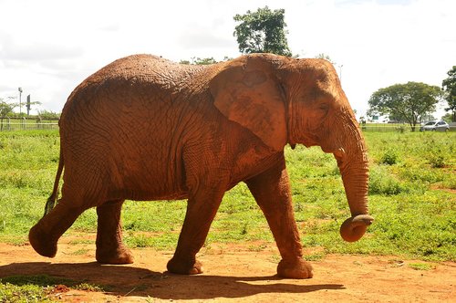 nature  fauna  elephant