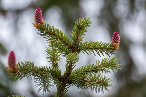 nature  spruce  trees