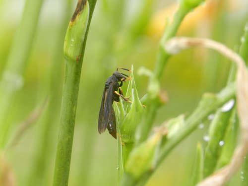 nature  wasp  insects