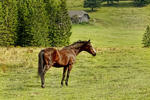 nature  horse  pasture