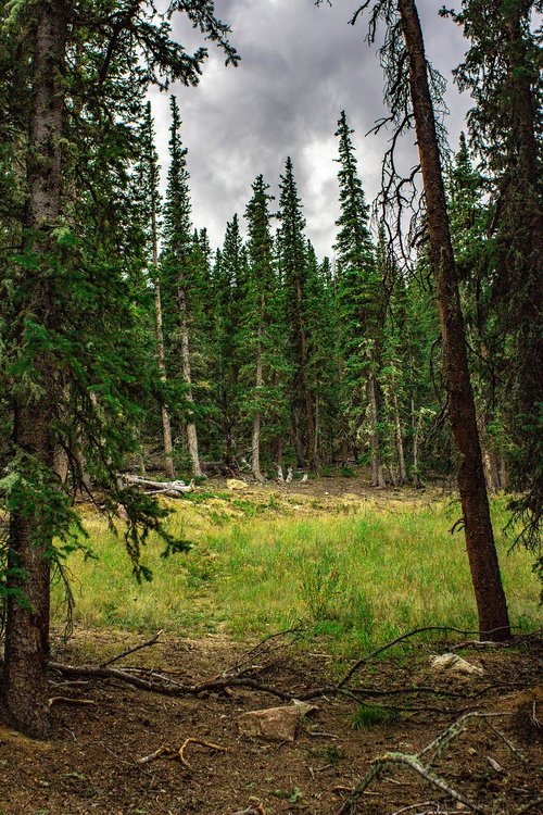 nature  forest  landscape