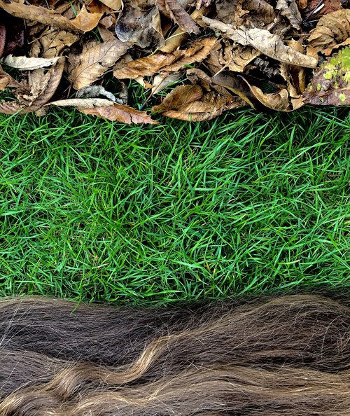 nature  grass  hair