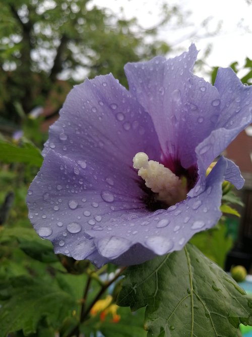 nature  flower  raindrop