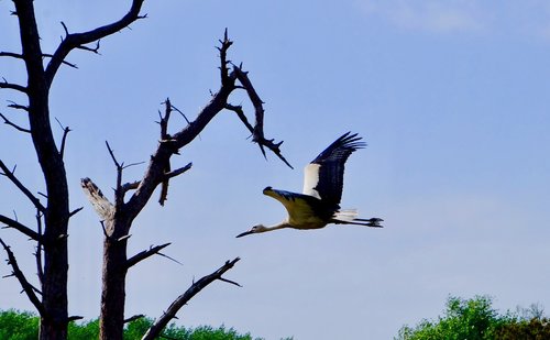 nature  stork  animals