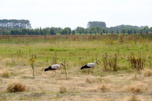 nature  stork  plumage