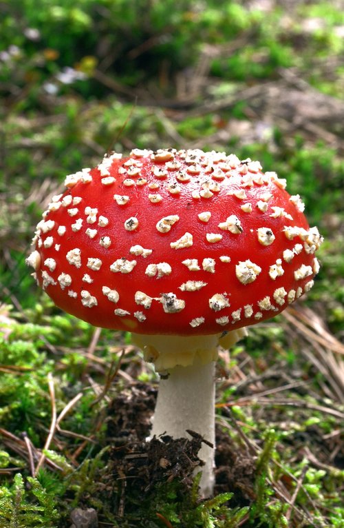 nature  forest  mushroom