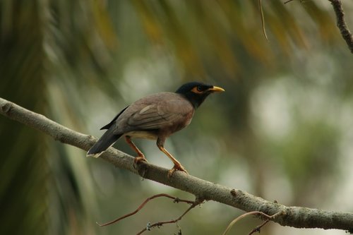nature  bird  plumage