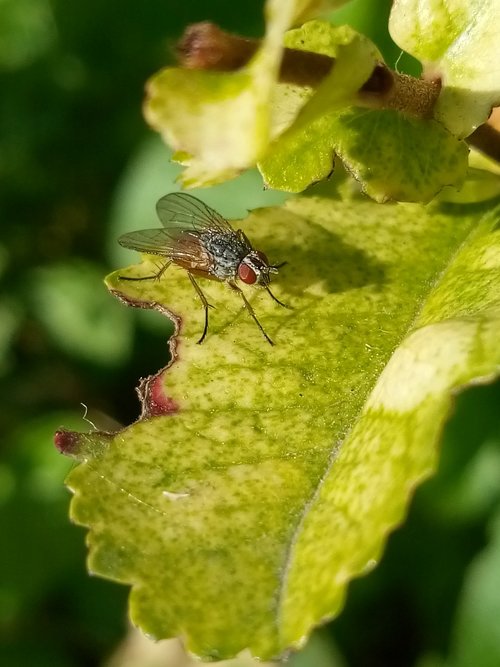 nature  fly  insect