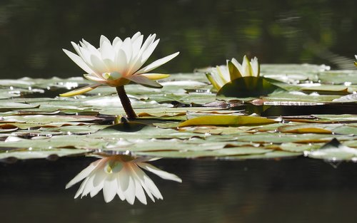 nature  plants  pond