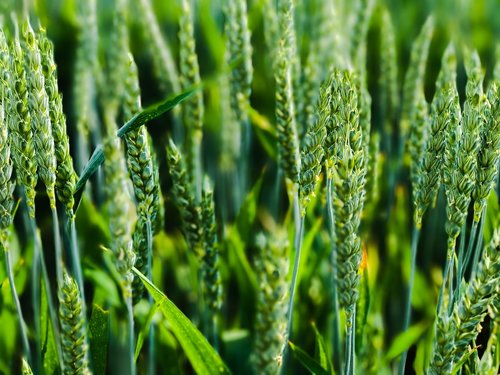 nature  wheat  field