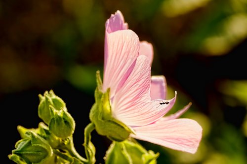 nature  plant  hibiscus flower