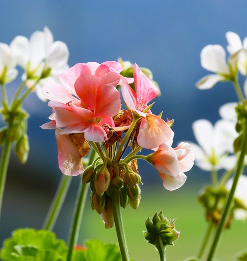 nature  flowers  geranium