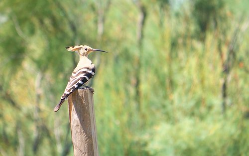 nature  birds  hoopoe