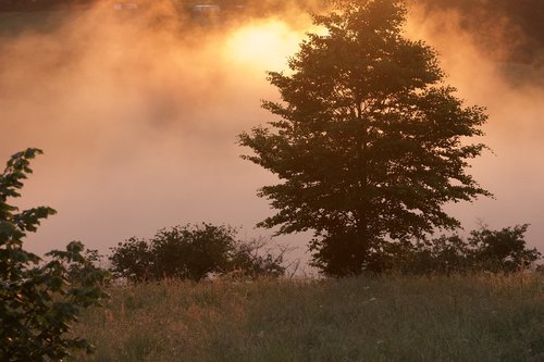 nature  evening  sunset