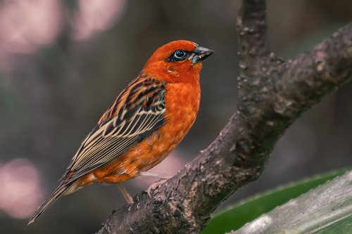 nature  red bird  color