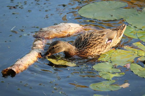 nature  duck  animal