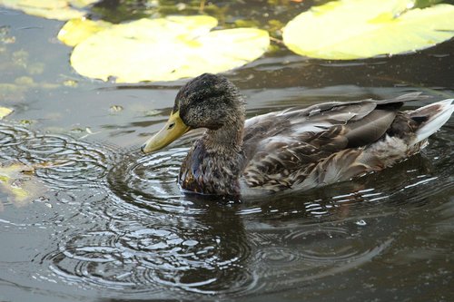 nature  animal  duck