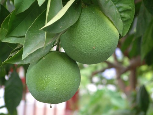 nature  fruit  tree