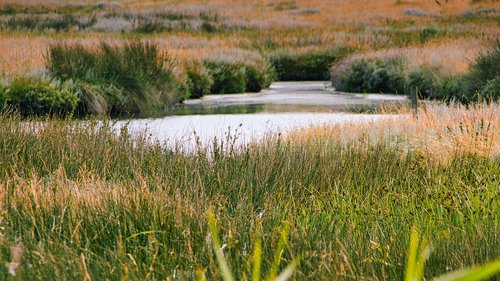 nature  grasses  landscape