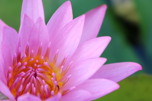 nature  flower  lotus