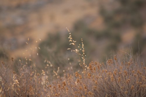 nature  plants  summer