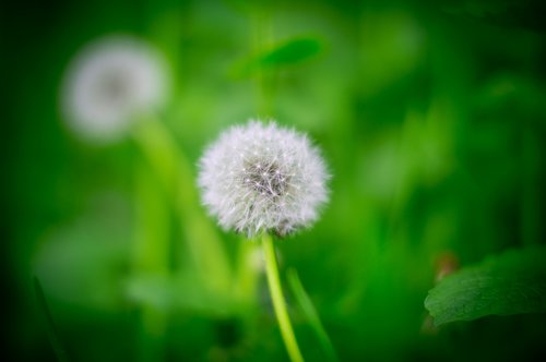 nature  background  green