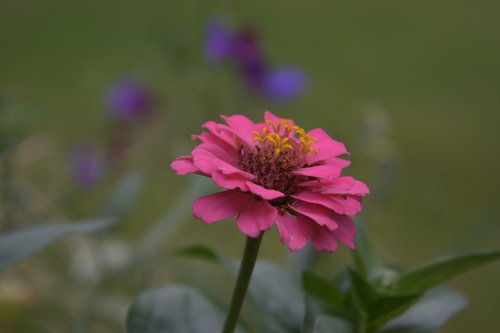 nature  spring  garden