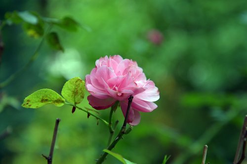 nature  rose  pink