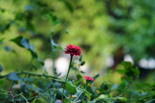 nature  blossom  bloom