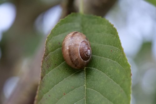 nature  snail  leaf
