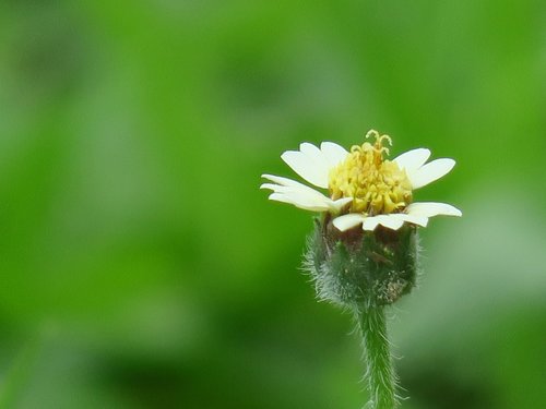 nature  flower  leaf