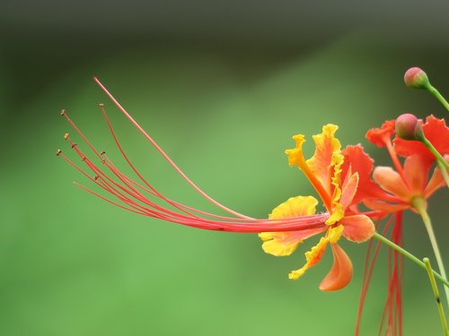 nature  flower  leaf