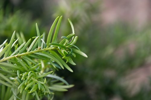 nature  leaf  green