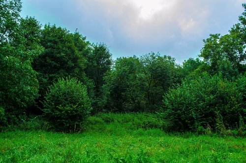 nature  green  meadow