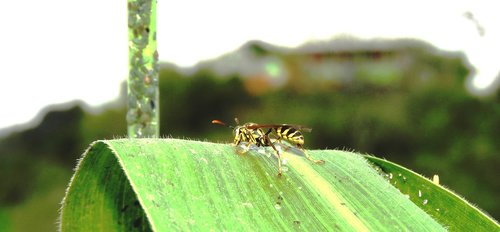 nature  insect  macro