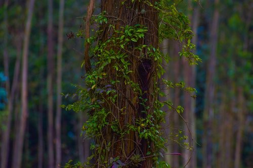 nature  plant  flowering