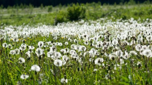 nature field dandelions