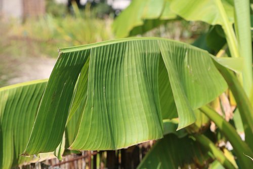 nature  green  leaves