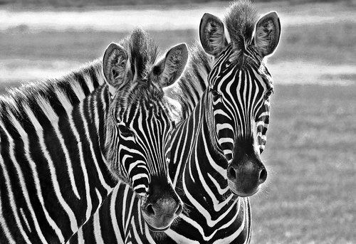 nature  zebra  africa