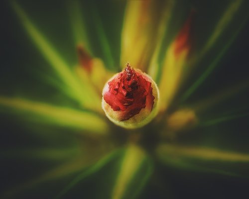 nature  plant  flower