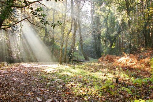 nature forest hiking