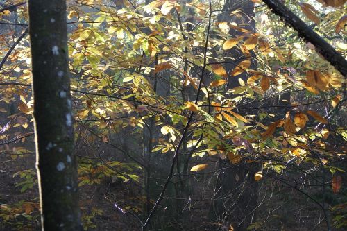 nature forest leaves