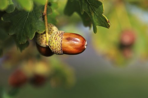 nature  acorns  oak