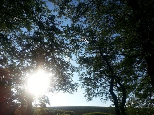 nature tree landscape