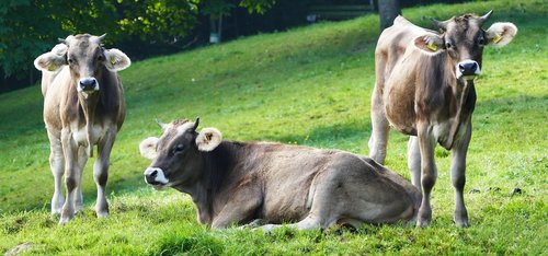 nature  agriculture  cows