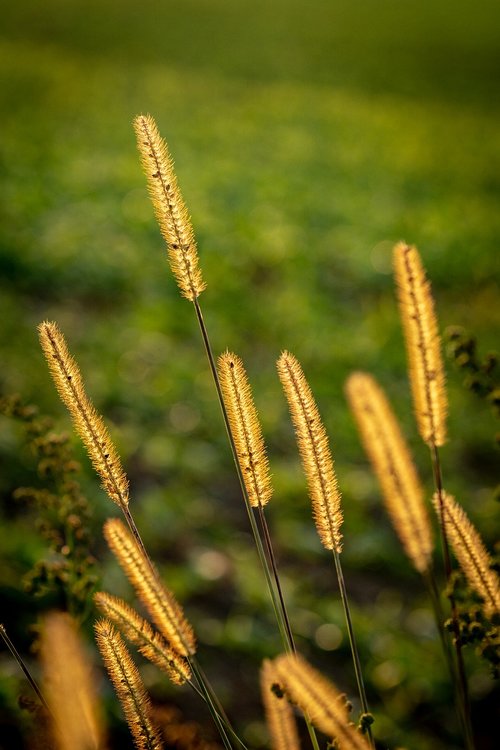 nature  grass  landscape